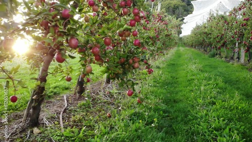 Flying in apple orchard, France. Ripe red apples ready to pick at harvest time. Cultivar Braeburn. photo