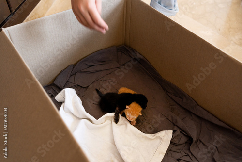 Tiny Cuddling Kittens In Box photo