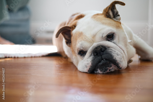 Bulldog resting on floor at home. photo