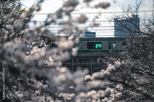Passing Train With Cherry Blossoms In Tokyo