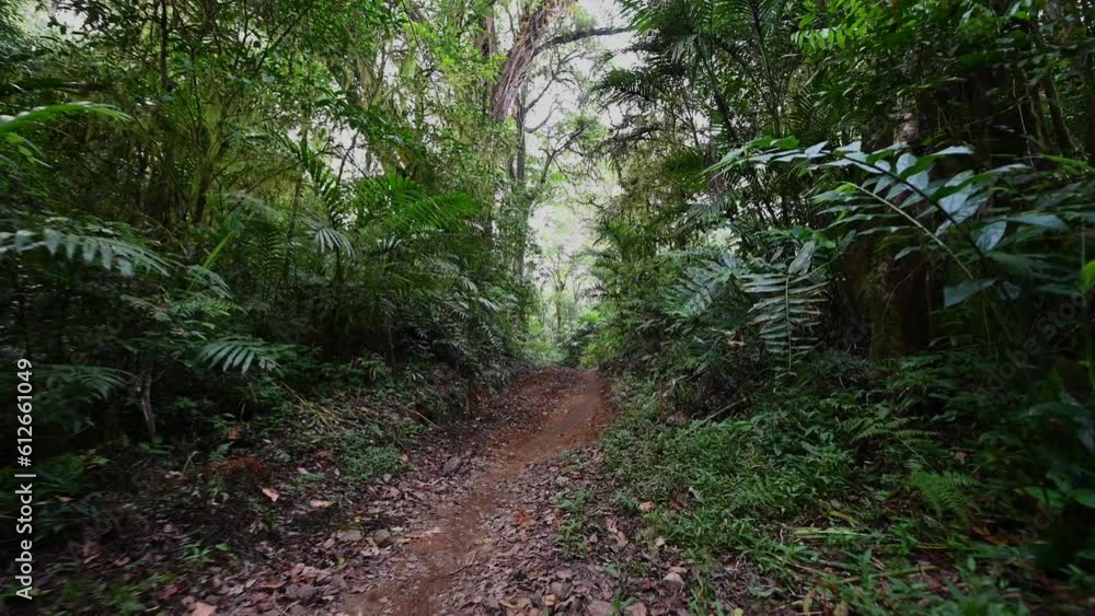Drone view of Bali. Tropical forest interior. Nature background of a rainforest Drone view of Bali. Tropical forest interior. Nature background of a rainforest