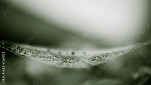 Water drops on spider web with rainy season and dark background, Selective focus. © NuayLub
