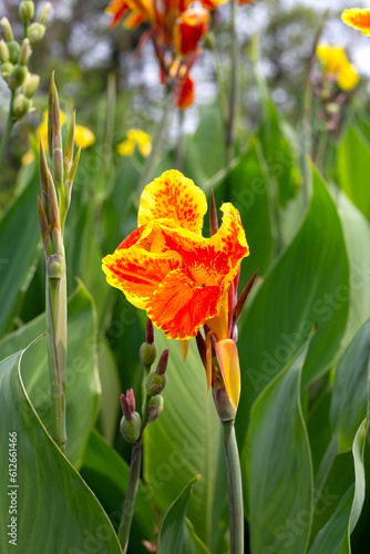 Beautiful canna flower with green leaves in the garden photo