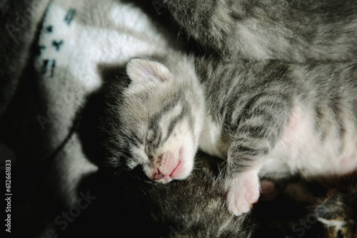 Three week old kittens