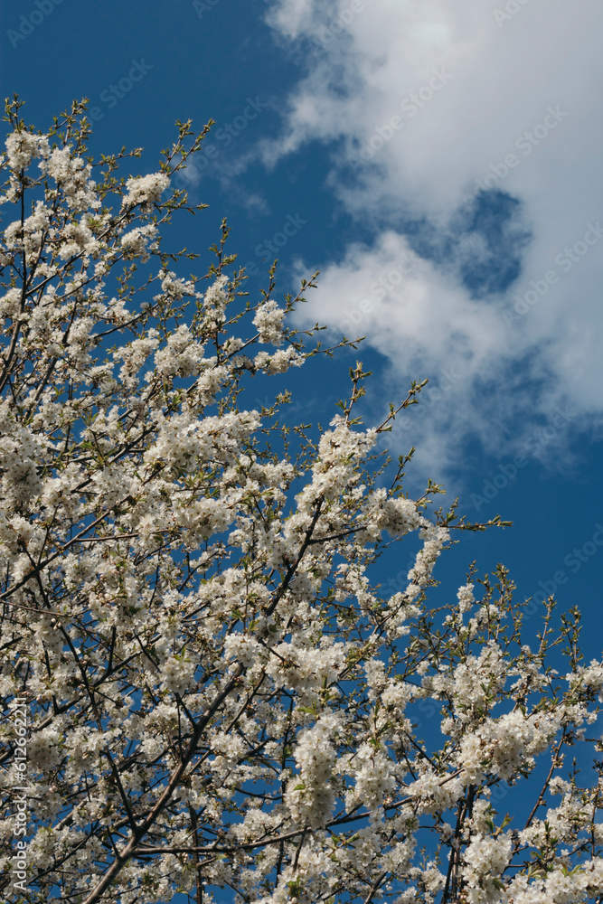 Cherry tree in bloom in spring Cherry tree in bloom in spring