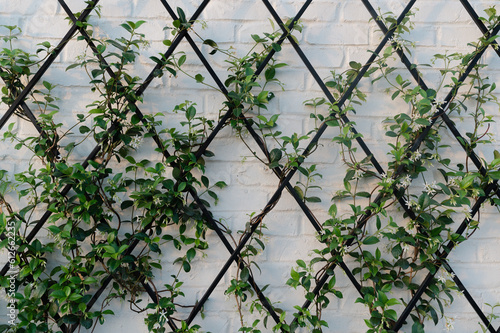 Jasmine climbing a trellis