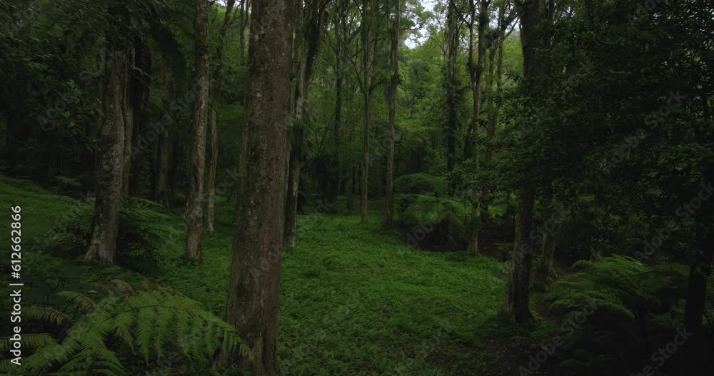 Drone view of Bali. Tropical forest interior. Nature background of a rainforest Drone view of Bali. Tropical forest interior. Nature background of a rainforest
