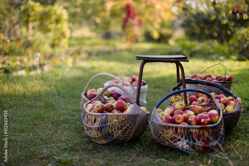 apple harvest photo