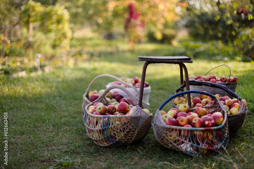 apple harvest
