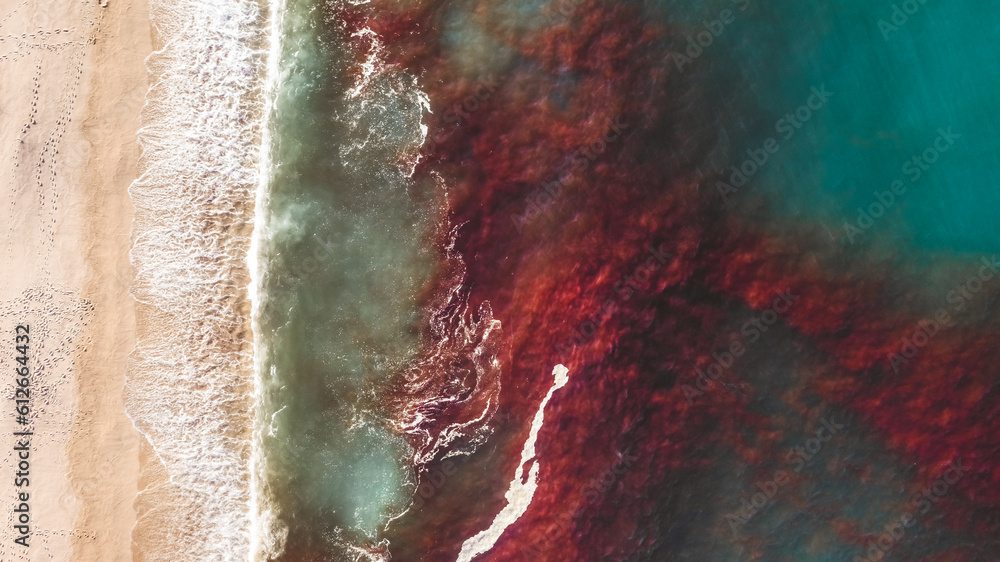 red tide on shore red tide on shore