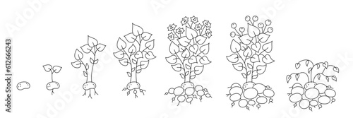 Potato growing cycle. Growing stages. Harvest potatoes progression. Editable outline stroke. Vector line.