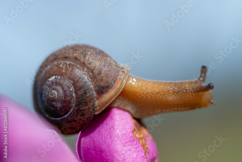 Garden snail on magnolia flower photo