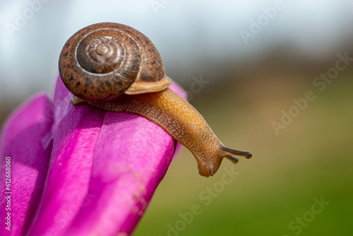 Snail on the edge! photo