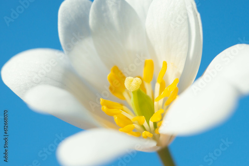 Macro of Bloodroot Flower