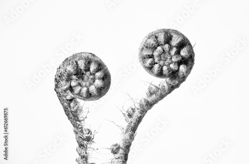 Fresh fern shoots