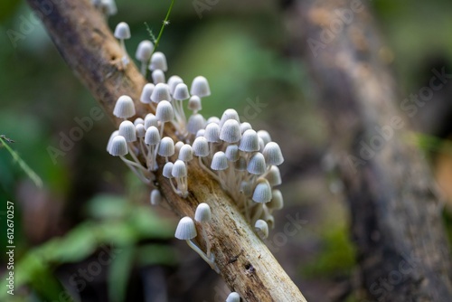 Mushrooms growing on a tree in the bush in Australia. Fungi in the Forrest in the blue mountains nsw