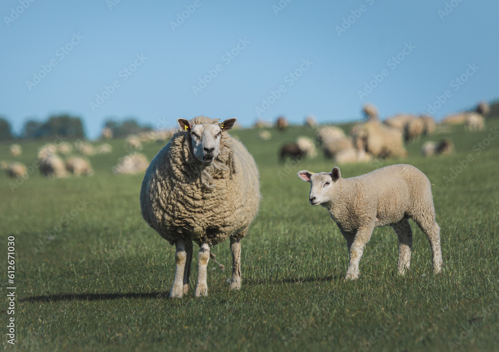 Naklejka premium sheep and lambs on the green field 