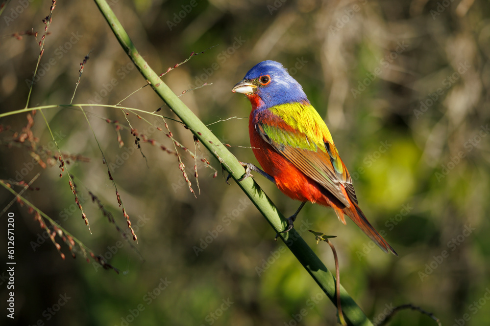 Painted Bunting Eating Seeds Painted Bunting Eating Seeds