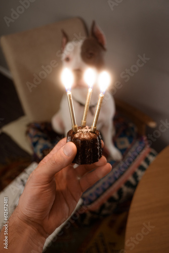 Dog's Birthday photo