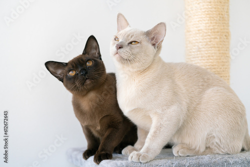 two Burmese kittens, beige and brown, are sitting on a shelf © bigguns
