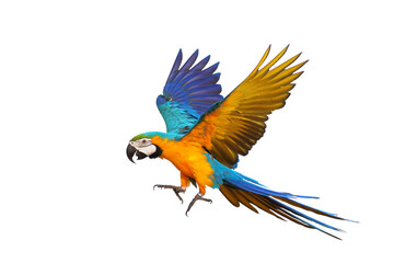 Colorful flying parrot isolated on transparent background png file
