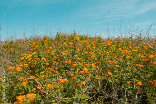 Field of Colorful Summer Flowers under Blue Sky photo