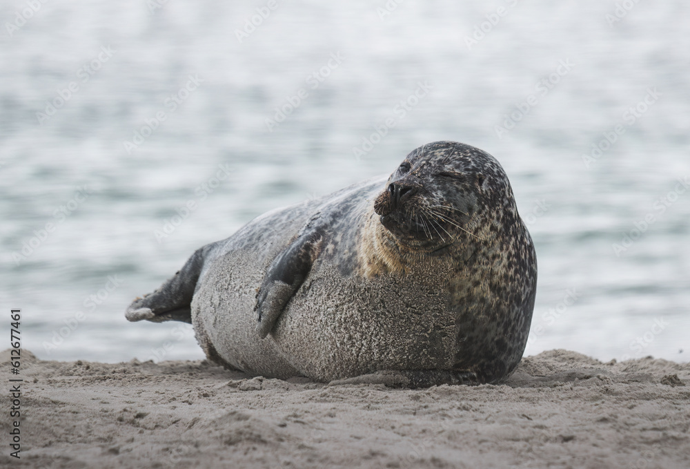 Fototapeta premium seal is lying on the sand on the island helgoland in germany