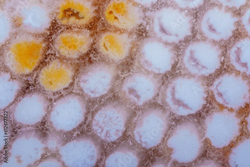 coral skeleton fossil crystal jade agate texture detail photo