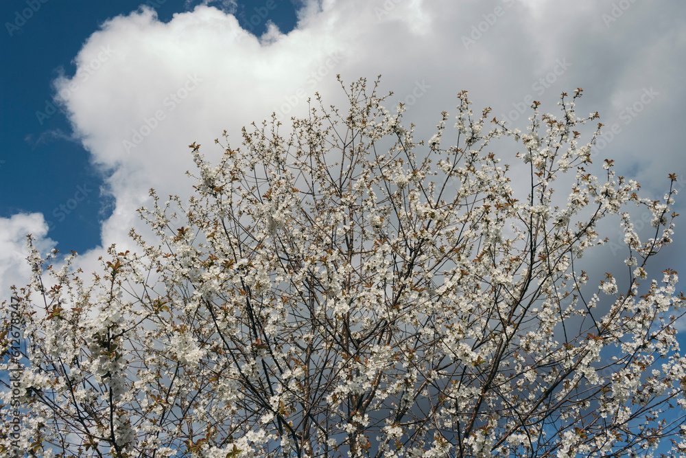 Tree flowers under white clouds Tree flowers under white clouds