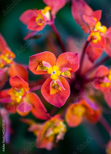 Euphorbia griffithii 'Fireglow' photo