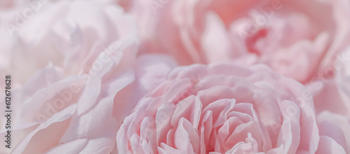 Pale pink roses. Soft focus. Macro flowers background for holiday design.