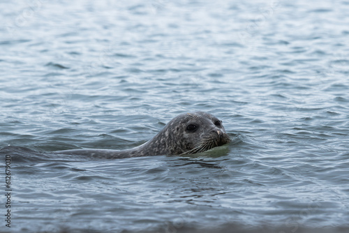 seal swims in the North sea