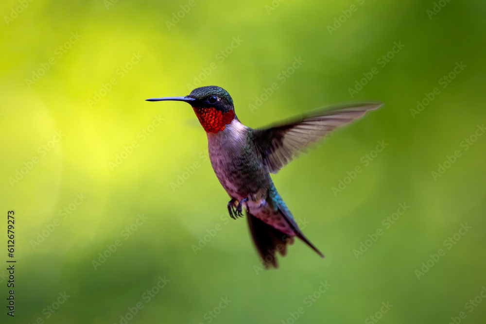 Ruby-Throated Hummingbird In Flight Ruby-Throated Hummingbird In Flight