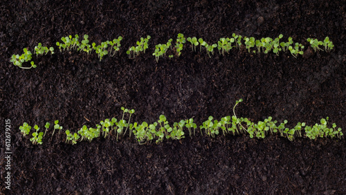 Seedling