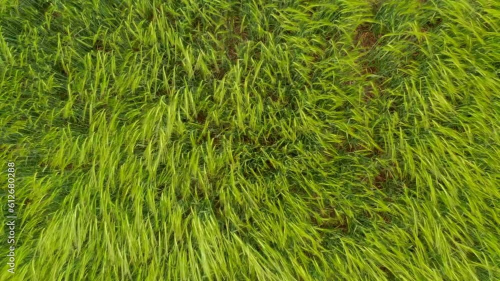 Close up top down shot of Wheat grasses blowing in the wind Close up top down shot of Wheat grasses blowing in the wind