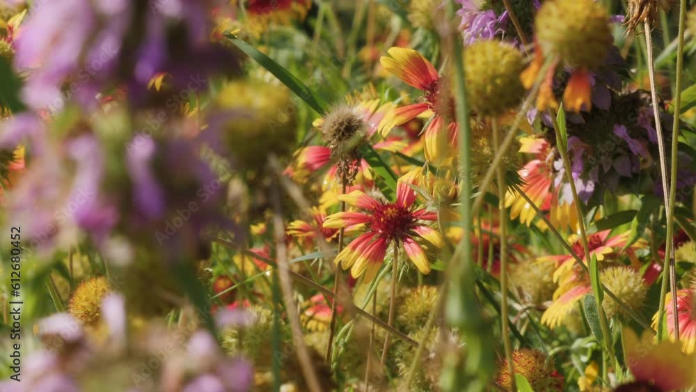 Indian Blanket and Horse Mint wildflowers in slow motion, dense spring flowers, slow motion Indian Blanket and Horse Mint wildflowers in slow motion, dense spring flowers, slow motion