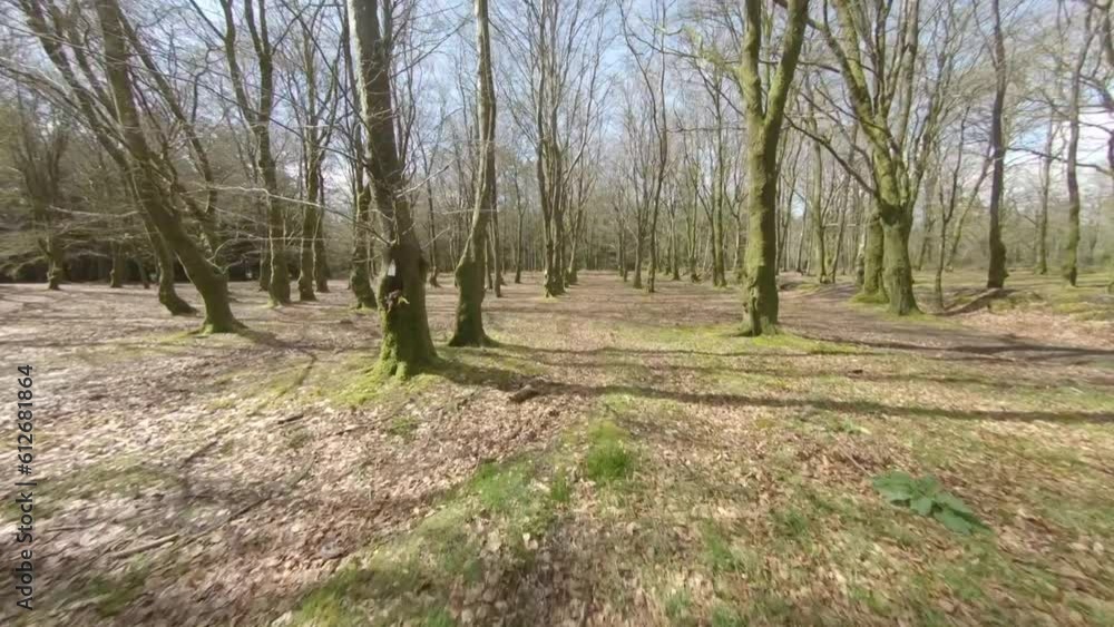 FPV Drone flying through a woodland area close proximity to trees FPV Drone flying through a woodland area close proximity to trees