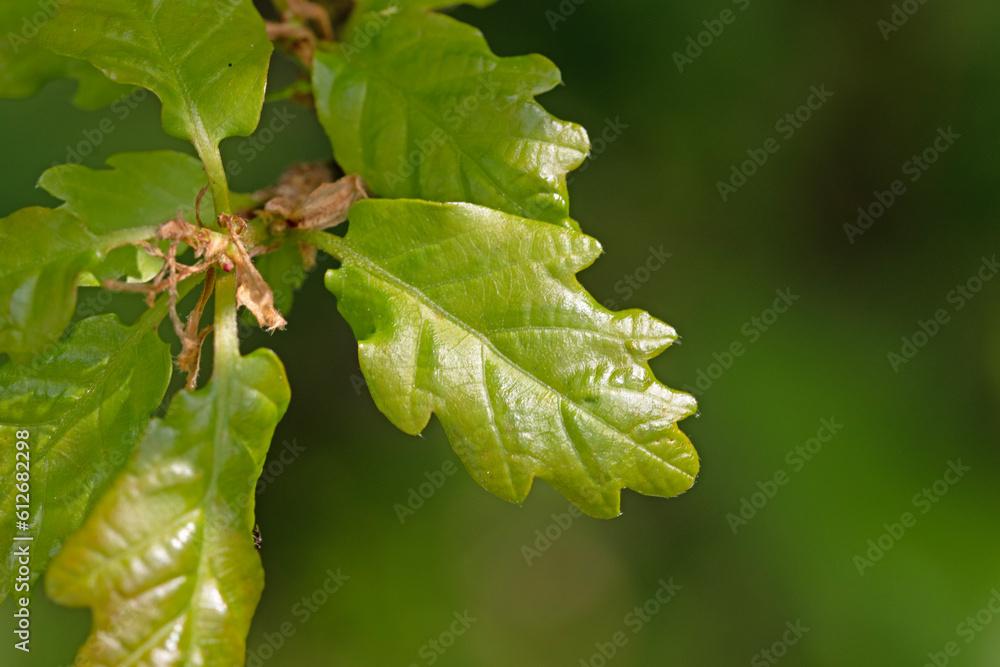 Close up image of English oak tree leaves Close up image of English oak tree leaves