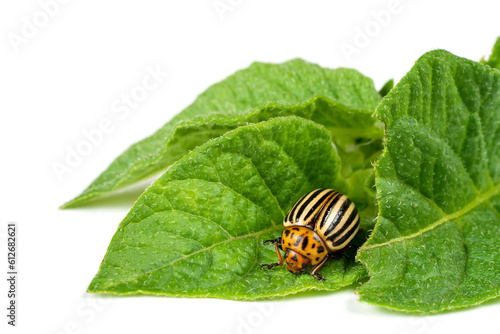 Colorado potato beetle on a damaged potato leaf. Colorado potato beetle with potato leaves on a white background.