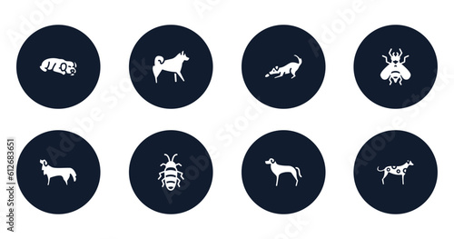 dog breeds fullbody filled icons set. flat filled icons sheet included dog sleeping, malamute, dogs playing, hoverfly, bernese mountain dog, madagascan, rottweiler, dalmatian vector.
