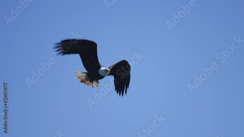 An Eagle flying in British Columbia Canada over the ocean looking for fish photo