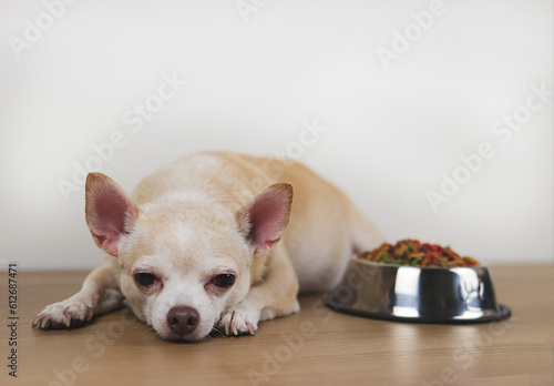 brown Chihuahua dog lying down by the bowl of dog food and ignoring it. Sad or sick chihuahua dot get bored of food. pet's health and pet's behavior.