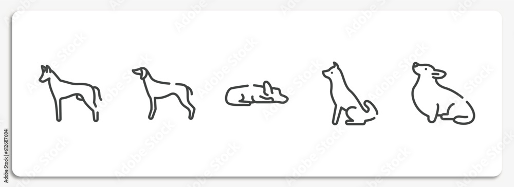 dog breeds fullbody outline icons set. thin line icons sheet included pharaoh hound, greyhound, sad dog, akitas, corgi vector. dog breeds fullbody outline icons set. thin line icons sheet included pharaoh hound, greyhound, sad dog, akitas, corgi vector.