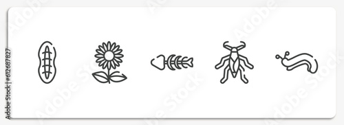 insects outline icons set. thin line icons sheet included plankton, sunflowers, fishbone, water scorpion, slug vector.
