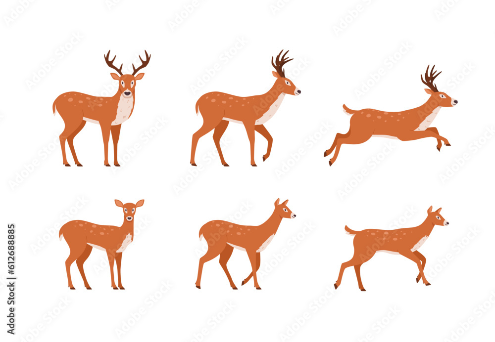 Set of northern deer animal in different poses flat vector illustration isolated. Set of northern deer animal in different poses flat vector illustration isolated.