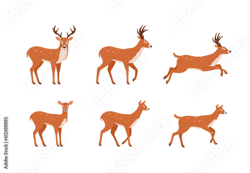 Set of northern deer animal in different poses flat vector illustration isolated.