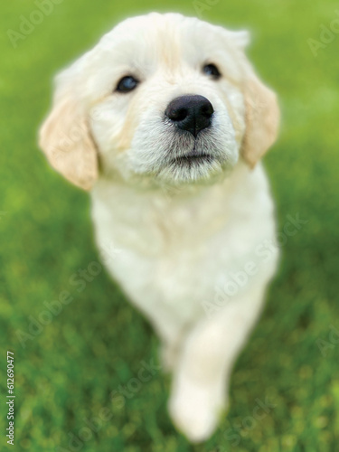 Cute golden retriever puppy nose portrait.