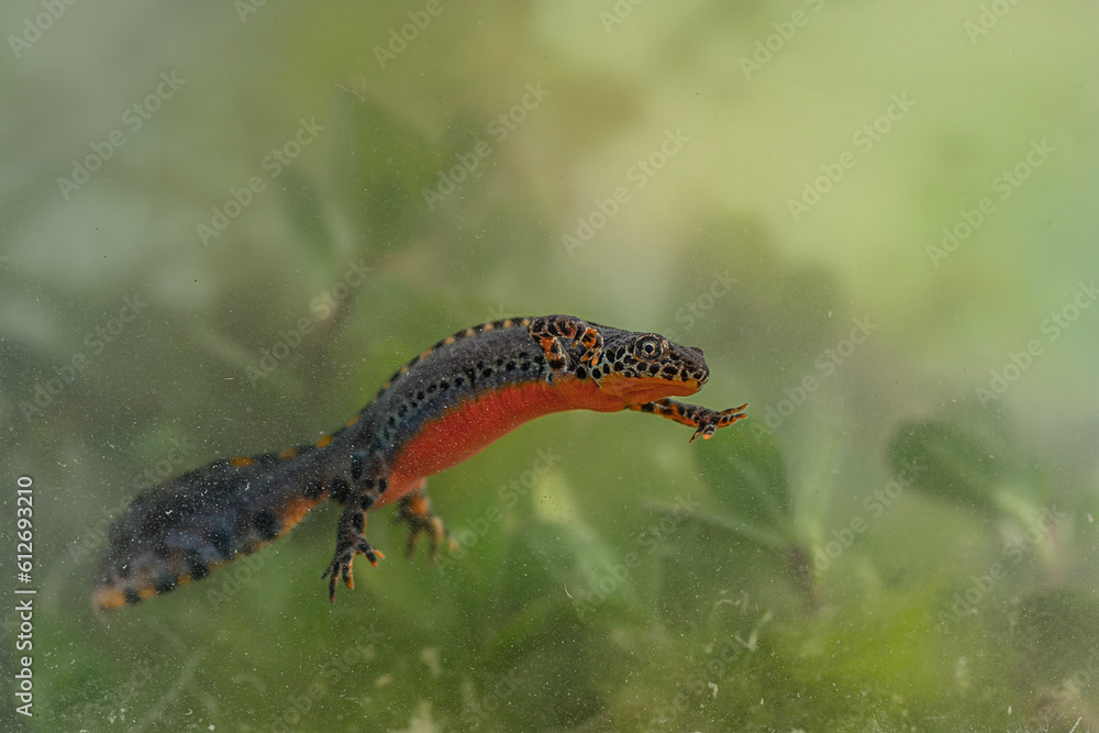 Swimming underwater, the Alpine newt male in the breeding season (Ichthyosaura alpestris)