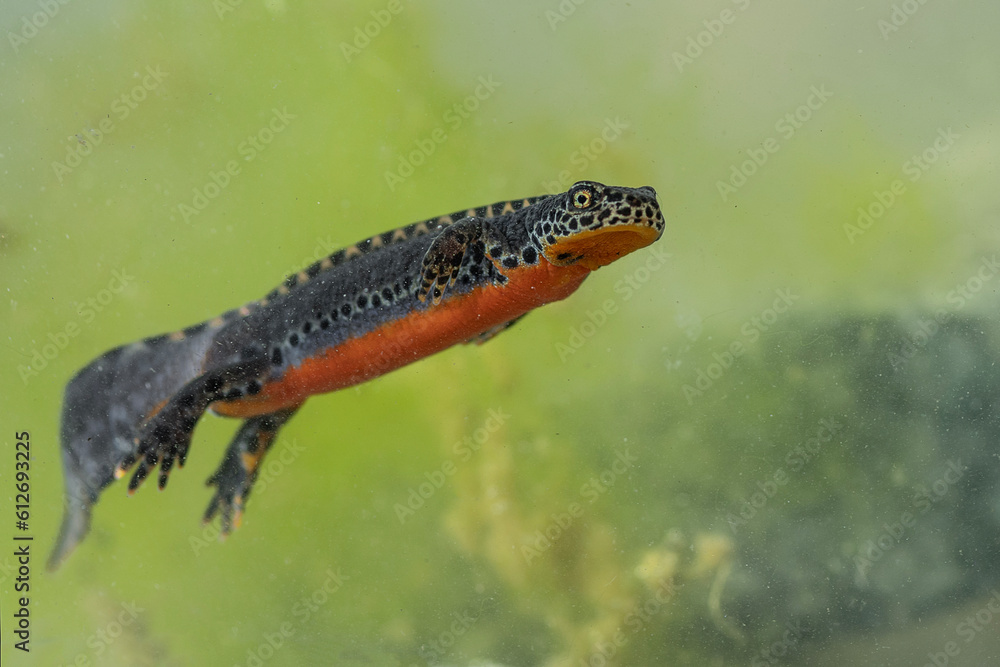 Underwater, the amazing Alpine newt (Ichthyosaura alpestris) Underwater, the amazing Alpine newt (Ichthyosaura alpestris)
