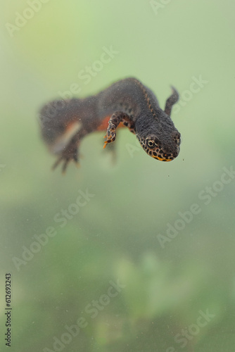 Underwater  face to face with the amazing Alpine newt  Ichthyosaura alpestris 